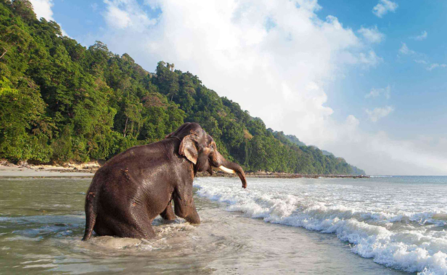 Andaman Bliss